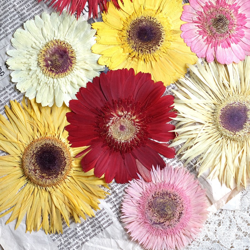 1pcs/7-9cm,Pressed Gerbera Dri - огляд і ціна Dried Flower Bouquet