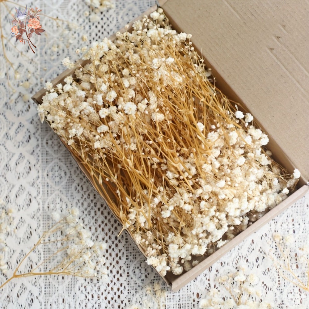 100pcs Mini Dried Baby's Breat - огляд і ціна Dried Flower Bouquet